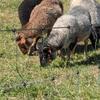 Rams(Proven Icelandic Shetland) - $250