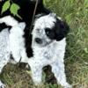 Stardust AKC Silver Fox Portuguese Water Dog