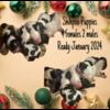 Shihpoo Puppies - Ready January 2024