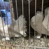 Indian pigeons 