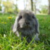 Male Holland Lop Pedigreed