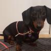 Rehoming 8 Month AKC Mini Dachshund (Lake Geneva)