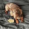 Dapple ckc registered Mini Dachshund Stud Service