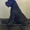 Cane Corso - Goddess Gaia Mother of Titans