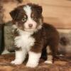 Toy Australian Shepherd