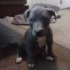 American Pit Bull Terrier Puppy Available