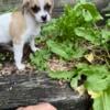 Jack Russel puppy