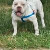 1 and a half yr old UKC Male Bully