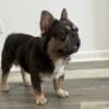 French Bulldog Pups Fluffy carriers