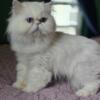 TICA Registered White Persian Stud