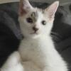 Kittens,Lovely Angora mix. White unique markings Only $225.