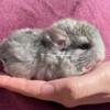 Chinchillas for Sale