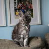 Stunning Black Smoke Male Maine Coon Kitten