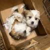 LHASA APSO PUPPIES FOR SALE