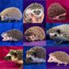 Hedgehogs FAD COLORS MARKING you want it I have it or can make it.