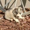 Siberian husky puppies