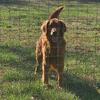 AKC Golden Retriever Stud - OFA & Genetically tested