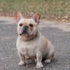 PURE BRED FRENCH BULLDOG