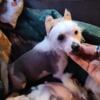 Chinese crested HHL girls