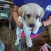 9 week old lab puppies