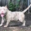 Female Merle extreme pocket American bully