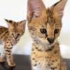 AFRICAN SERVAL KITTENS AVAILABLE - not a F1 Savannah