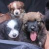 Pomapoo x Mini Aussie Puppies. Smithfield, close to all of Hampton Roads VA Beach; NC