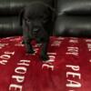 French Labradors mixed puppies one girl and one boy available. Ready to go now!