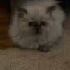 Persian Himalayan Kittens Available now!