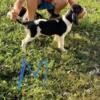 UKC PKC Treeing Walker Coonhound puppies