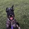 Giant Schnauzer 1 yr male fixed ears cropped