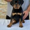 World Class AKC European Rottweiler Puppies