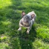 Tiny Adult Female French Bulldog