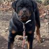 Rottweilers Puppies soon ! Dont miss out!