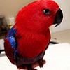 Eclectus Parrot for sale (female)