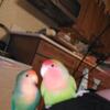 2 bonded lovebirds to good home, accessories included.