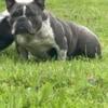 American Bully Female