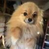 Super cute toy Pomeranian boy 