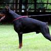 EUROPEAN DOBERMAN PUPPY 9 WEEKS
