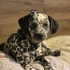 Female Dalmatian pup