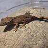 Baby tiger crested gecko