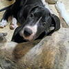 Last one! Beautiful Great Dane pups