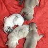 Puppies