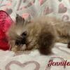 Himalayans, Persians and Exotic Shorthair.    Available June 30th