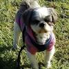 Shih Tzu Proven Stud