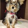 Yorkshire terrier female teacup