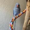 Female Violet Indian Ringneck and Supplies