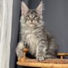 NewElite Maine coon kitten from Europe with excellent pedigree, male. EZ Ragnar