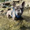French bulldog ( frenchie )