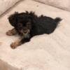 Meet ! Julia Caesar  T-Cup Yorkipoo